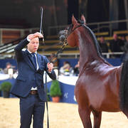 #2 Yearling Colt: Aanan Lembarak  