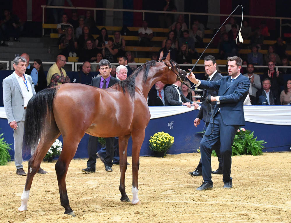 #1 Yearling Colt: Madagascar J 