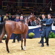 #1 Yearling Colt: Madagascar J 