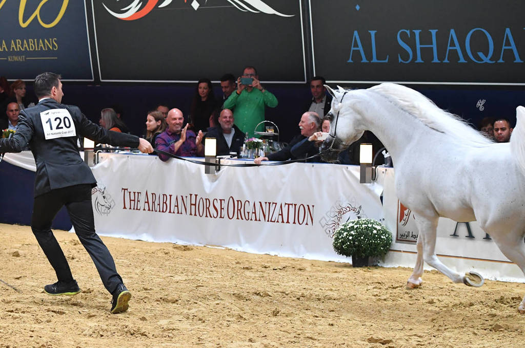 Senior Stallion Gold Champion: Excalibur EA (Shanghai EA X Essence Of Marwan EA)