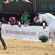 Senior Stallion Gold Champion: Excalibur EA (Shanghai EA X Essence Of Marwan EA)