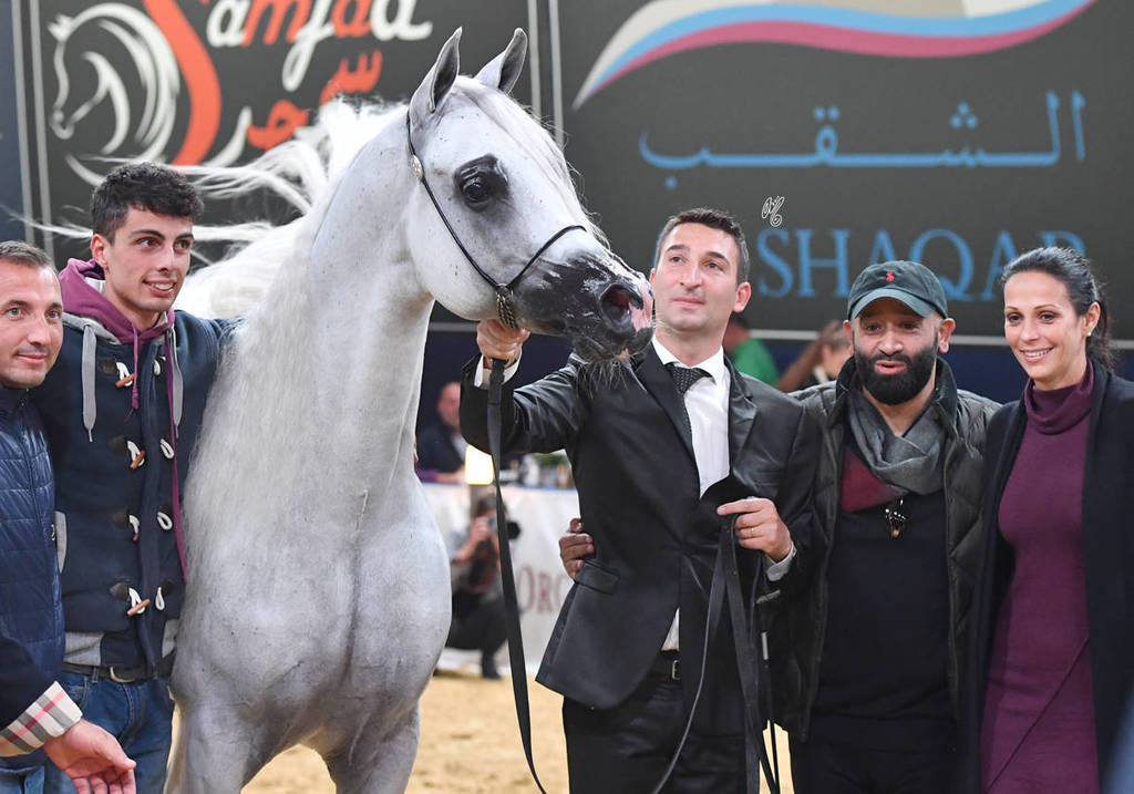 Senior Stallion Gold Champion: Excalibur EA (Shanghai EA X Essence Of Marwan EA)