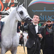 Senior Stallion Gold Champion: Excalibur EA (Shanghai EA X Essence Of Marwan EA)