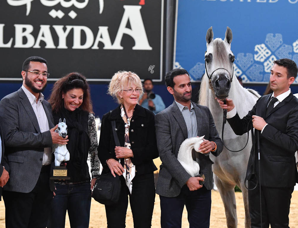 Junior Colt Gold Champion: Alexxanderr (Excalibur EA X AR Most Irresistable) 