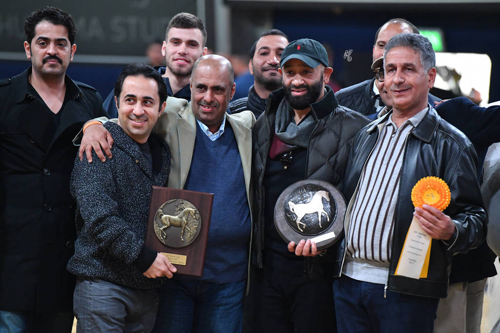 Senior Stallion Gold Champion: Excalibur EA (Shanghai EA X Essence Of Marwan EA)