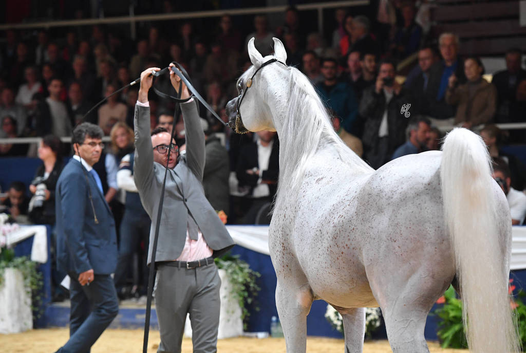 #127 Stallions 10 Years And Older: AJA Justified