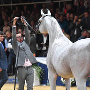 #127 Stallions 10 Years And Older: AJA Justified