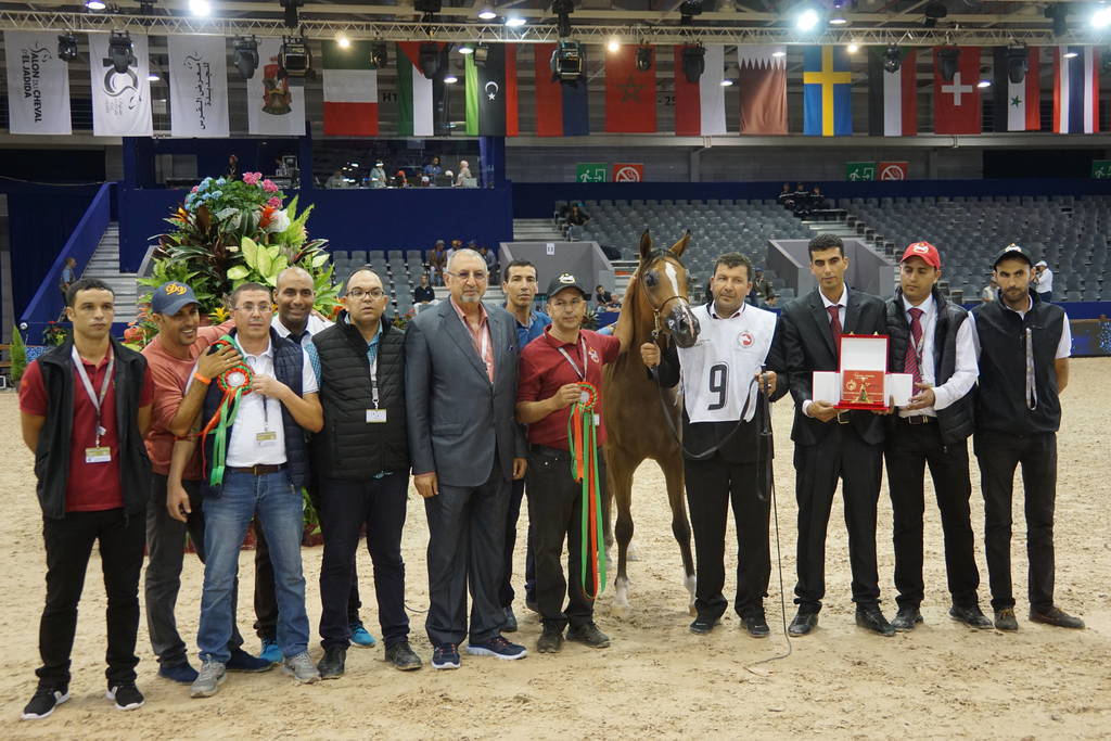 Bronze Champion -  Jinane Bouznika bred and owned by Haras Royal De Bouznika