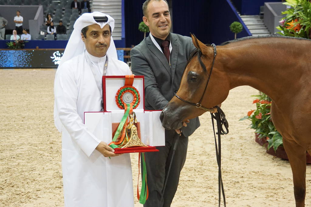 Silver Champion Jr. Mare - Mashkora Al Shaqab by Fadi Al Shaqab and out of Marwa Al Shaqab.
