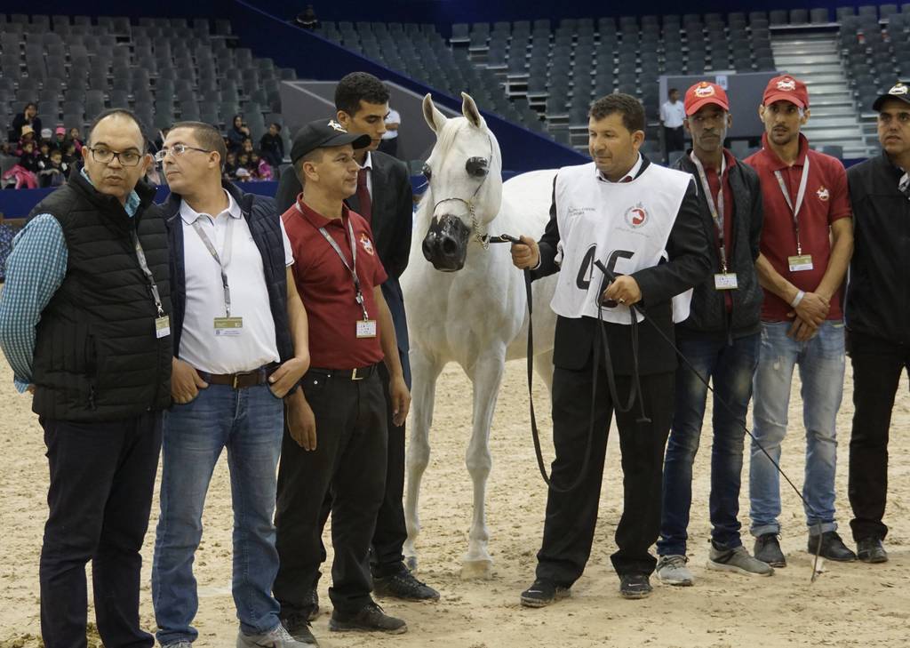 Bronze Sr. Mare winner Ensemble DDA by Eden C and out of the Day Dream Arabians bred mare Angelina Showlee (Carol Steppe). A lovely mare owned and bred by Haras Royal De Bouznika of Morocco