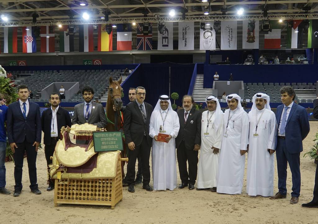 Al Shaqab for the Gold again in Yearling Colts at the Salon du Cheval d'El Jadida in Morocco. A beautiful Fadi Al Shaqab colt out of Wind Kamelia - Hagras Al Shaqab