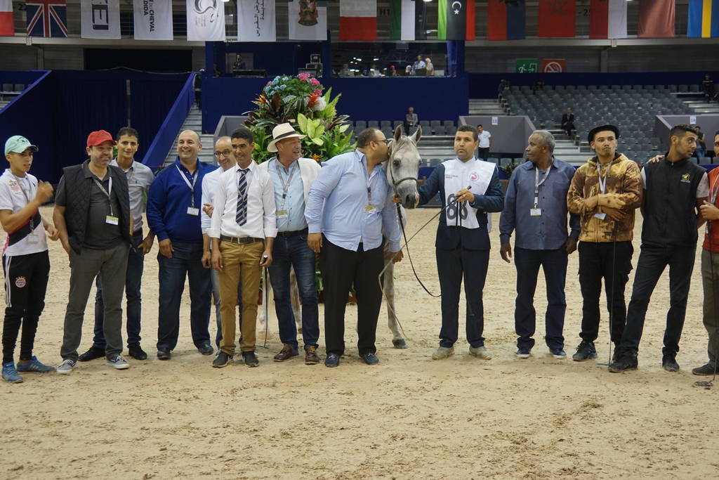The Bronze Champion Jr. Colt in Morocco at the Salon du Cheval d'El Jadida - Espressivo Mams by Zahratka Al Bidayer out of Rihanna-CP