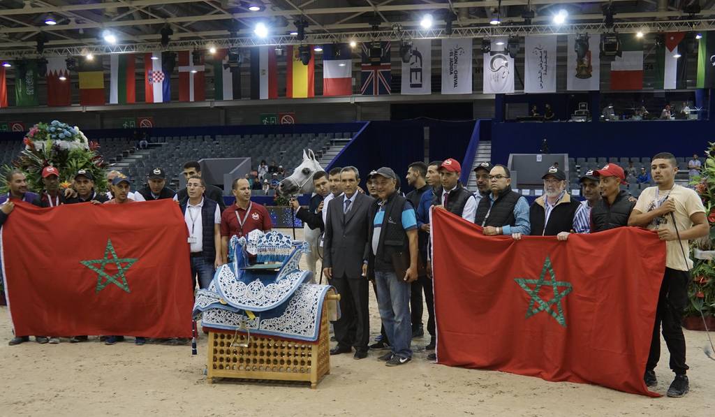 Gold Champion Sr. Stallion at the Salon du Cheval - El d'Jadida Morocco. TS Apolo - by TS Don Brave out of Fairness FHP. Owned by Haras Royal de Bouznik