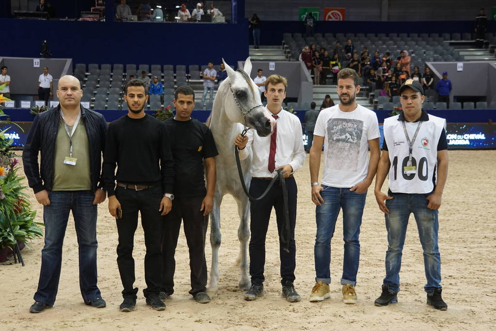 Bronze Champion Stallion in Morocco - Picasso EA by Padrons Phyche and out of Nebraska Kossack owned by Mr. Mamoun Tarik.