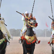 Lisa Abraham: The 2017 Salon du Cheval D'El Jadida: Tbourida!
