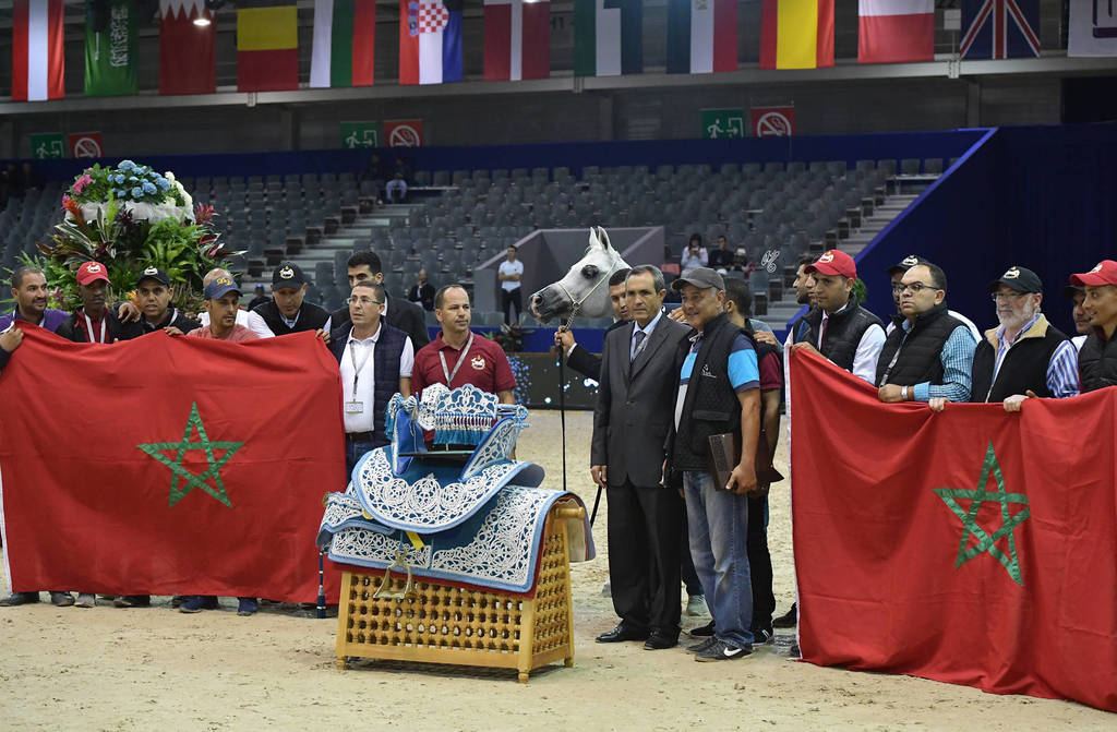 Senior Stallion Gold Champion: TS Apolo (TS Don Brave X Fairness FHP) 