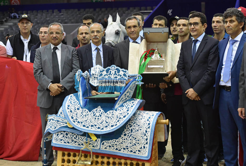 Senior Stallion Gold Champion: TS Apolo (TS Don Brave X Fairness FHP)   