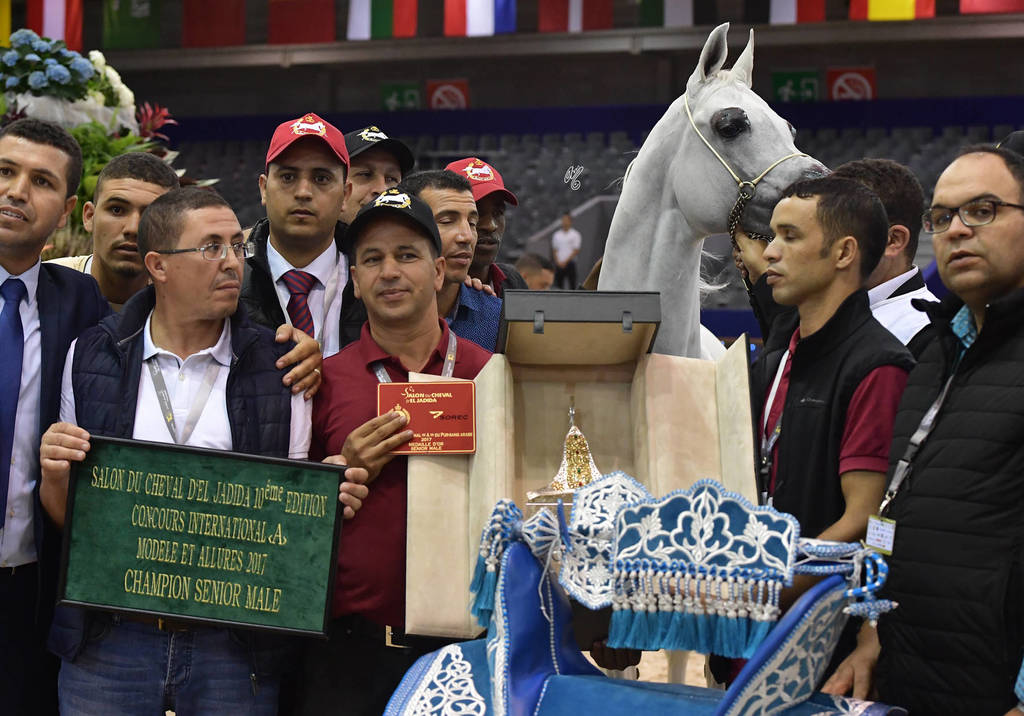 Senior Stallion Gold Champion: TS Apolo (TS Don Brave X Fairness FHP) 