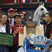 Senior Stallion Gold Champion: TS Apolo (TS Don Brave X Fairness FHP) 