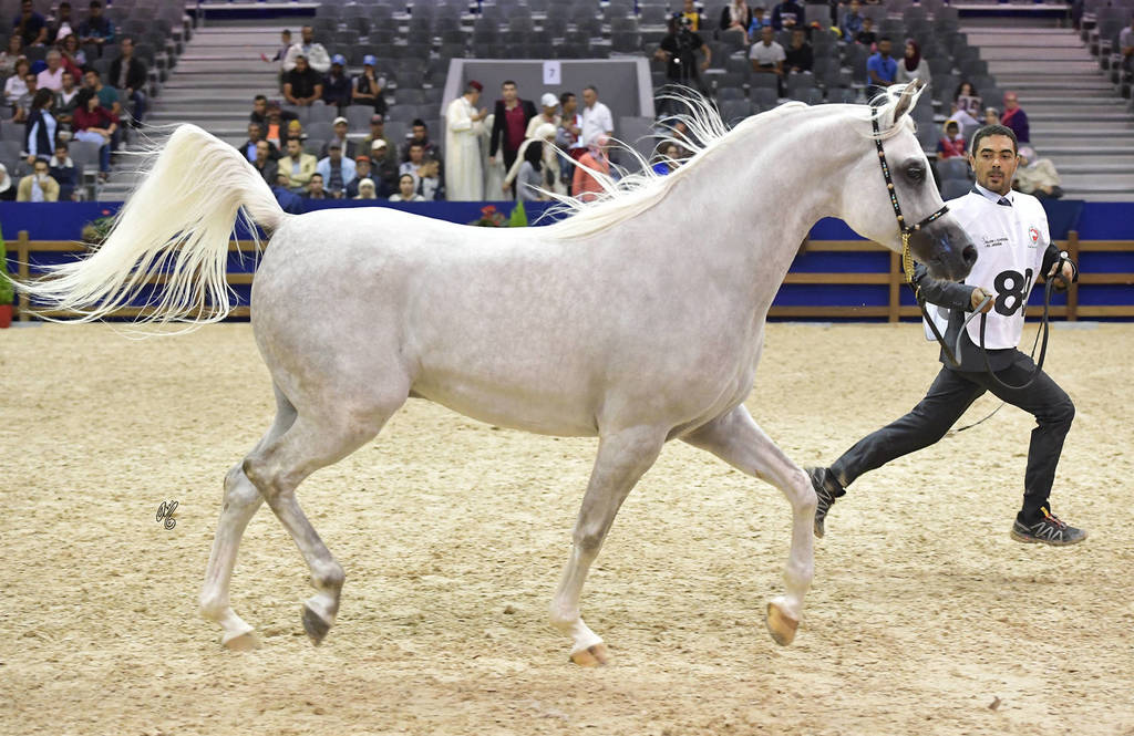 Senior Stallion Silver Champion: Slatan De Lafon (Shanghai EA X Vassilia)   