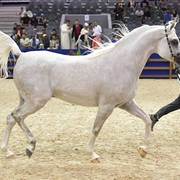 Senior Stallion Silver Champion: Slatan De Lafon (Shanghai EA X Vassilia)   