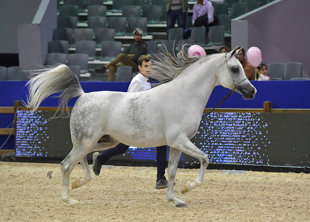 Senior Stallion Bronze Champion:  Picasso EA (Padrons Psyche X Vedaska Kossack)  