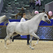 Senior Stallion Bronze Champion:  Picasso EA (Padrons Psyche X Vedaska Kossack)  