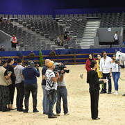 Senior Mare Gold Champion: Volodia De Lafon (Shanghai EA X Vassila)    