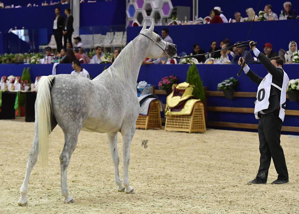 Senior Mare Gold Champion: Volodia De Lafon (Shanghai EA X Vassila)    