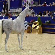 Senior Mare Gold Champion: Volodia De Lafon (Shanghai EA X Vassila)    