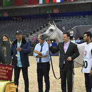 Senior Mare Gold Champion: Volodia De Lafon (Shanghai EA X Vassila)     