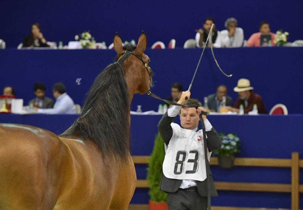 Colt Gold Champion:  Jawen Aslal (ZT Marwteyn X Just Adore)   