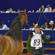 Colt Gold Champion:  Jawen Aslal (ZT Marwteyn X Just Adore)   