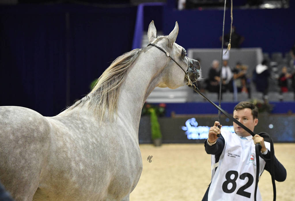 Colt Silver Champion: Nydjik Des Aubues (Maximilian X Nirvana Des Aubues)   