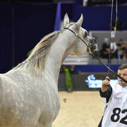 Colt Silver Champion: Nydjik Des Aubues (Maximilian X Nirvana Des Aubues)   