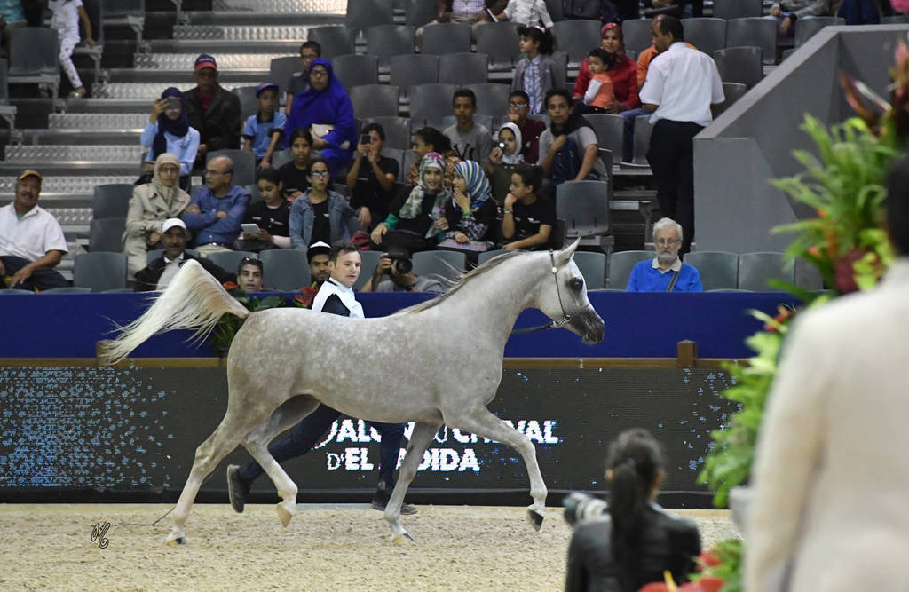 Colt Silver Champion: Nydjik Des Aubues (Maximilian X Nirvana Des Aubues)   