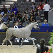 Colt Silver Champion: Nydjik Des Aubues (Maximilian X Nirvana Des Aubues)   