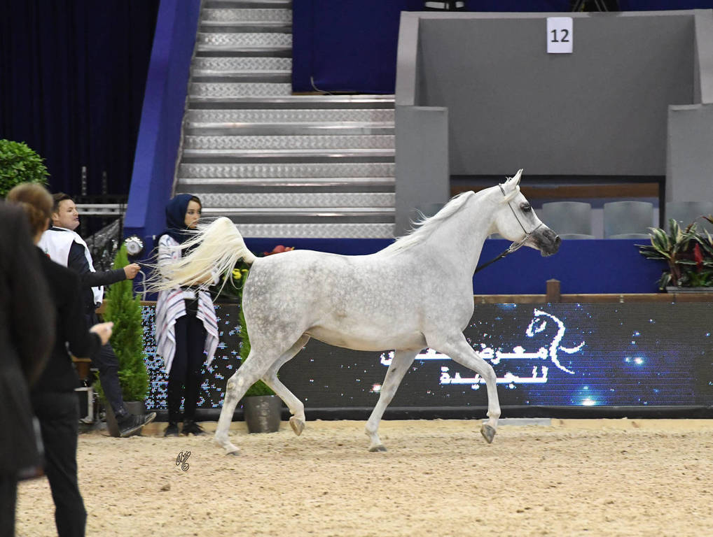 Senior Mare Gold Champion: Volodia De Lafon (Shanghai EA X Vassila)    