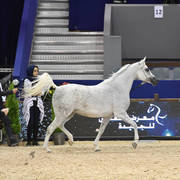 Senior Mare Gold Champion: Volodia De Lafon (Shanghai EA X Vassila)    