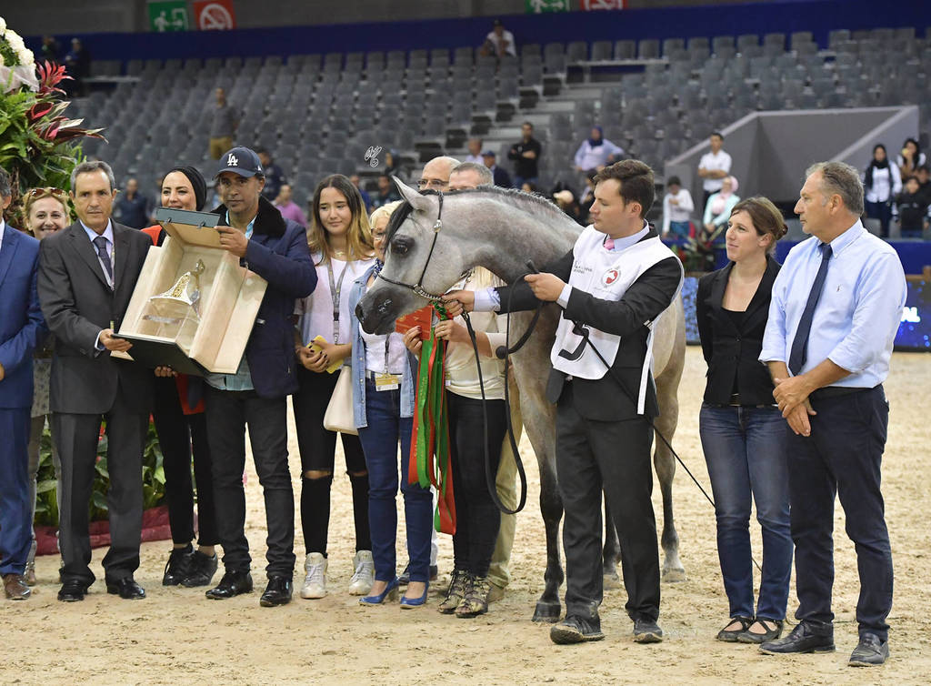 Filly Gold Champion: Poesie TI (Kanz Albidayer X Pellissima)   