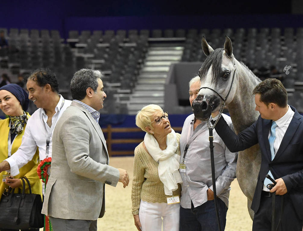 Filly Gold Champion: Poesie TI (Kanz Albidayer X Pellissima)   