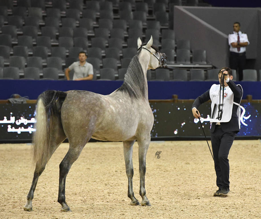 Filly Gold Champion Poesie TI (Kanz Albidayer X Pellissima)   