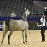 Filly Gold Champion Poesie TI (Kanz Albidayer X Pellissima)   