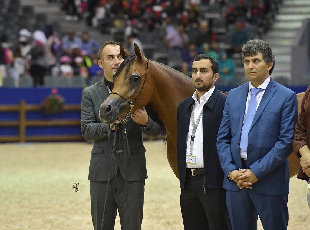 Filly Silver Champion: Mashkora Al Shaqab (Fadi Al Shaqab X Marwa Al Shaqab)   
