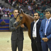 Filly Silver Champion: Mashkora Al Shaqab (Fadi Al Shaqab X Marwa Al Shaqab)   