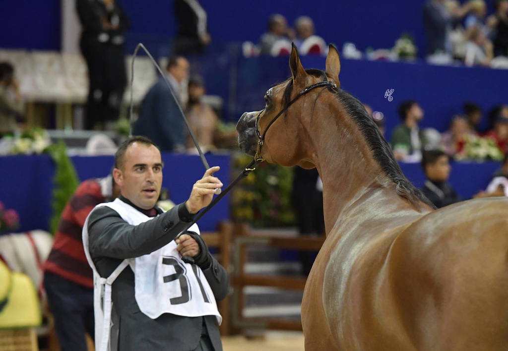 Filly Silver Champion: Mashkora Al Shaqab (Fadi Al Shaqab X Marwa Al Shaqab)   