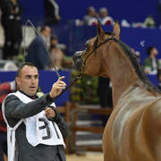 Filly Silver Champion: Mashkora Al Shaqab (Fadi Al Shaqab X Marwa Al Shaqab)   
