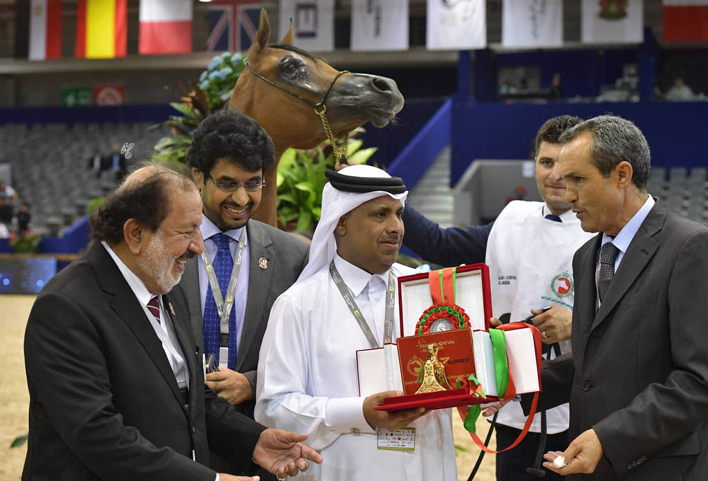 Filly Bronze Champion: Menwah Al Shaqab (Wadee Al Shaqab X Miss El Power JQ)  