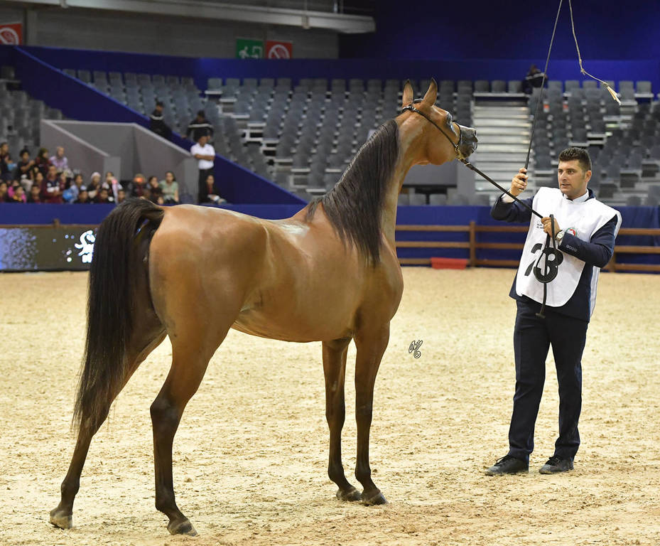 Filly Bronze Champion: Menwah Al Shaqab (Wadee Al Shaqab X Miss El Power JQ)  