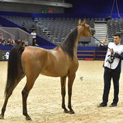 Filly Bronze Champion: Menwah Al Shaqab (Wadee Al Shaqab X Miss El Power JQ)  